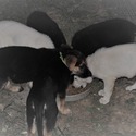 BLANCA - a German Shepherd Dog puppy