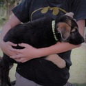 ROCKY - a German Shepherd Dog puppy