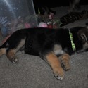 ROCKY - a German Shepherd Dog puppy