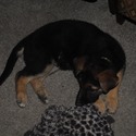 ROCKY - a German Shepherd Dog puppy