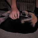 ROCKY - a German Shepherd Dog puppy