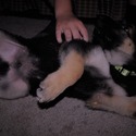 ROCKY - a German Shepherd Dog puppy