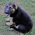 ROCKY - a German Shepherd Dog puppy