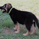 ROCKY - a German Shepherd Dog puppy