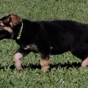 ROCKY - a German Shepherd Dog puppy