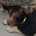 ROCKY - a German Shepherd Dog puppy