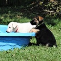 ROCKY - a German Shepherd Dog puppy