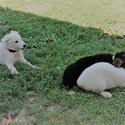 ROCKY - a German Shepherd Dog puppy