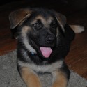 PHOENIX - a German Shepherd Dog puppy