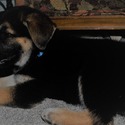 PHOENIX - a German Shepherd Dog puppy