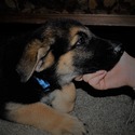 PHOENIX - a German Shepherd Dog puppy