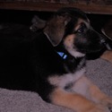 PHOENIX - a German Shepherd Dog puppy