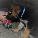 PHOENIX - a German Shepherd Dog puppy