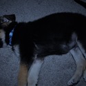 PHOENIX - a German Shepherd Dog puppy
