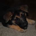 PHOENIX - a German Shepherd Dog puppy