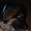 PHOENIX - a German Shepherd Dog puppy