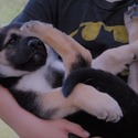 PHOENIX - a German Shepherd Dog puppy