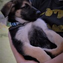 PHOENIX - a German Shepherd Dog puppy