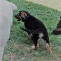 PHOENIX - a German Shepherd Dog puppy