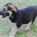 PHOENIX - a German Shepherd Dog puppy
