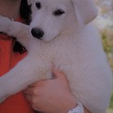BASTIAN - a German Shepherd Dog puppy