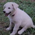 BASTIAN - a German Shepherd Dog puppy