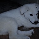 BASTIAN - a German Shepherd Dog puppy
