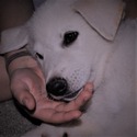 BASTIAN - a German Shepherd Dog puppy