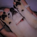BASTIAN - a German Shepherd Dog puppy