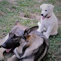 BASTIAN - a German Shepherd Dog puppy