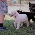 BASTIAN - a German Shepherd Dog puppy