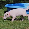 BASTIAN - a German Shepherd Dog puppy