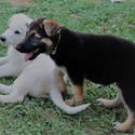BASTIAN - a German Shepherd Dog puppy
