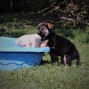 BASTIAN - a German Shepherd Dog puppy