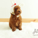 Teddy bear face Teacup Poodle - Captain - a Poodle puppy