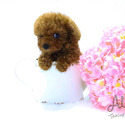 Teddy bear face Teacup Poodle - Captain - a Poodle puppy