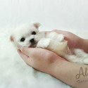 Teddy bear face Teacup Maltese - Leo - a Maltese puppy