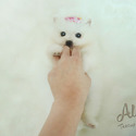Marshmallow -
