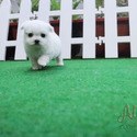 Leo -