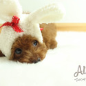Teacup Toy Poodle for sale - Captain - a Poodle puppy