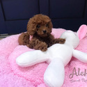 Teacup Toy Poodle for sale - Captain - a Poodle puppy