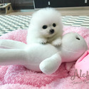 Teacup Toy Pomeranian for sale - Marshmallow - a Pomeranian puppy