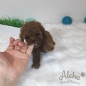 Teddy bear face Teacup Poodle - Captain - a Poodle puppy