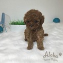 Teddy bear face Teacup Poodle - Captain - a Poodle puppy