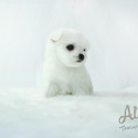 Teddy bear face Teacup Maltese - Leo - a Maltese puppy