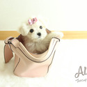 Teddy bear face Teacup Maltese - Leo - a Maltese puppy