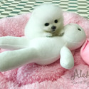 Teddy bear face Teacup Pomeranian - Marshmallow - a Pomeranian puppy