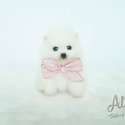 Teddy bear face Teacup Pomeranian - Marshmallow - a Pomeranian puppy