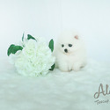 Teddy bear face Teacup Pomeranian - Marshmallow - a Pomeranian puppy