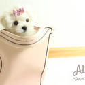 Leo - Teacup Mini Size Maltese - a Pomeranian puppy